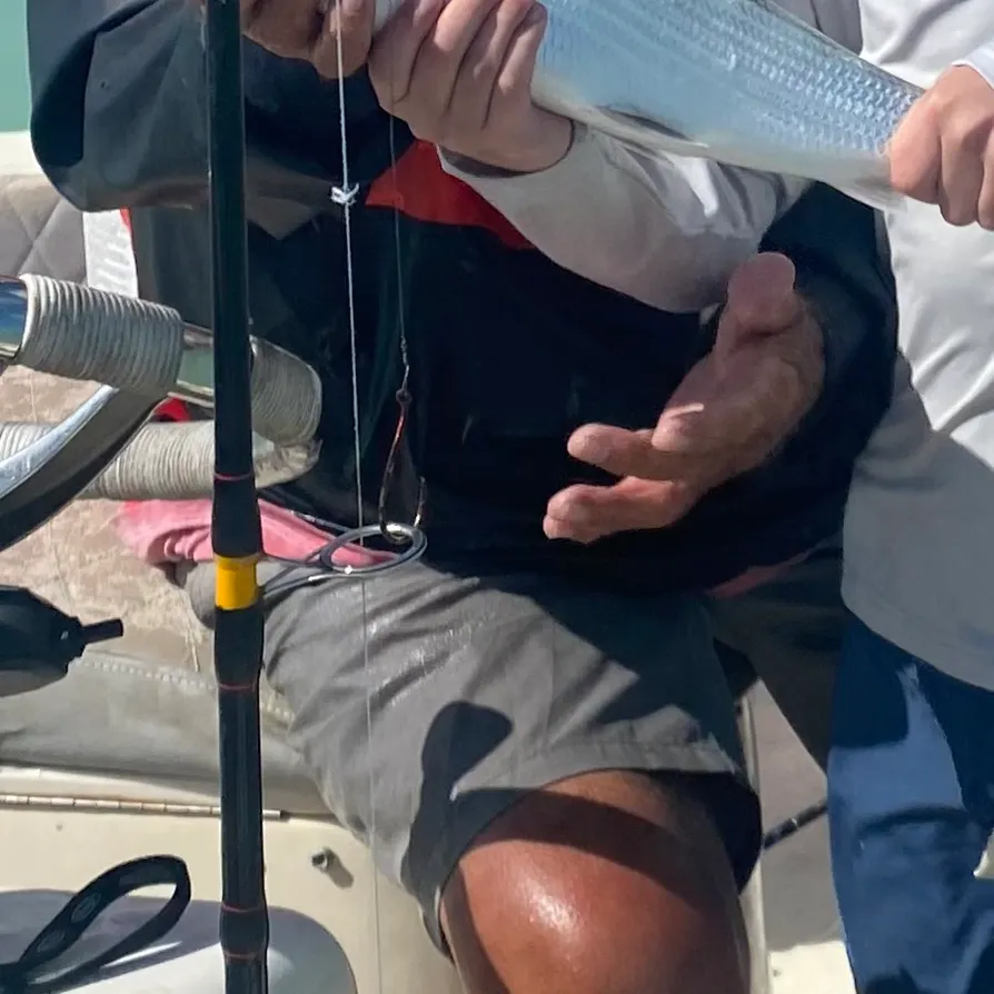 The most recent West Atlantic bonefish catches on Fishbrain