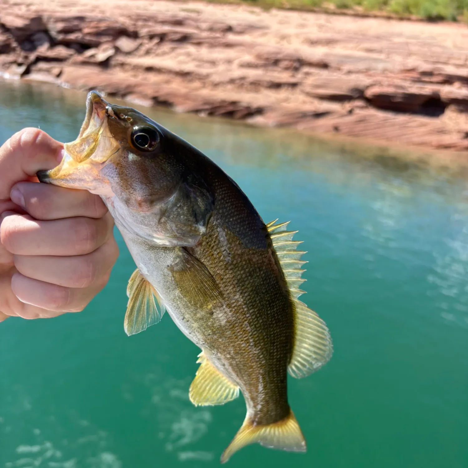 Smallmouth bass caught on Fishbrain