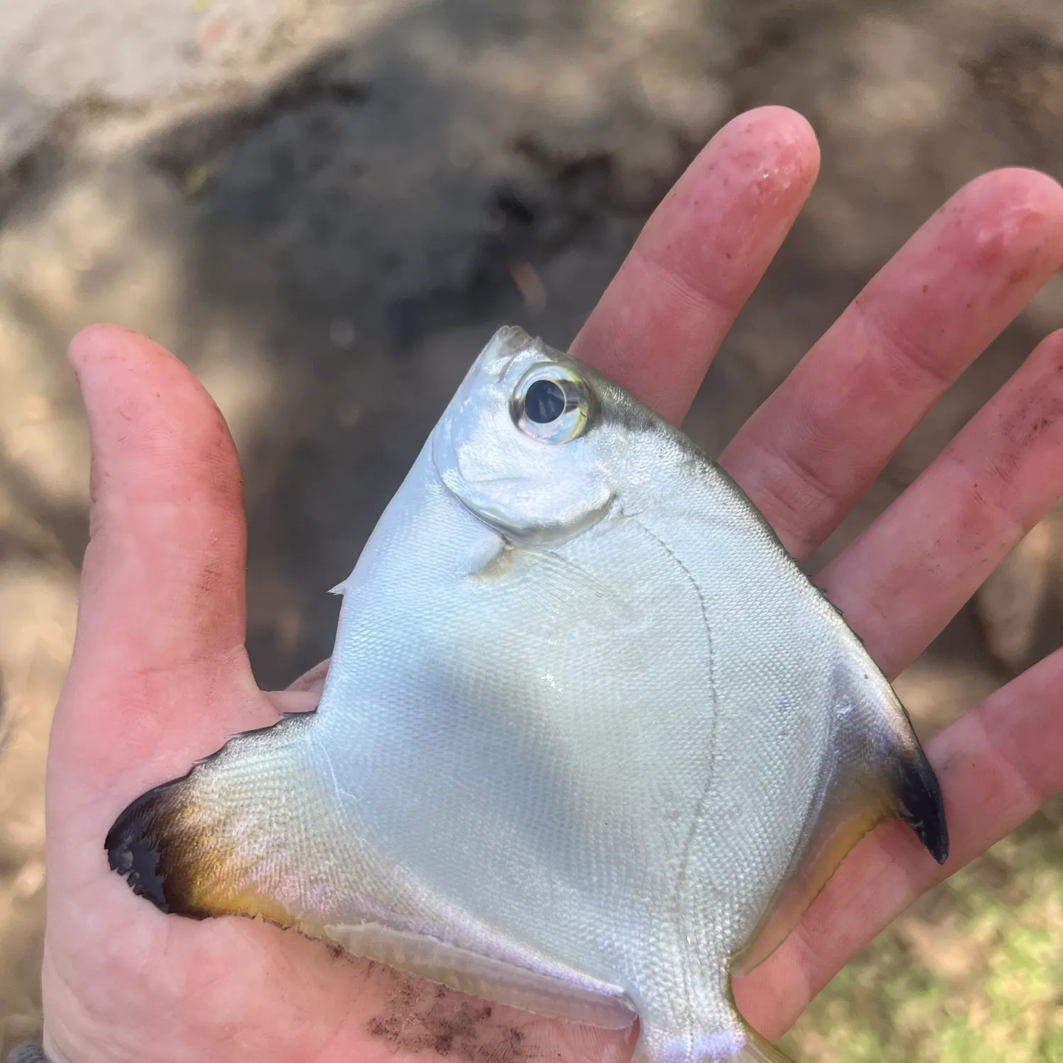The most recent Palometa catches on Fishbrain
