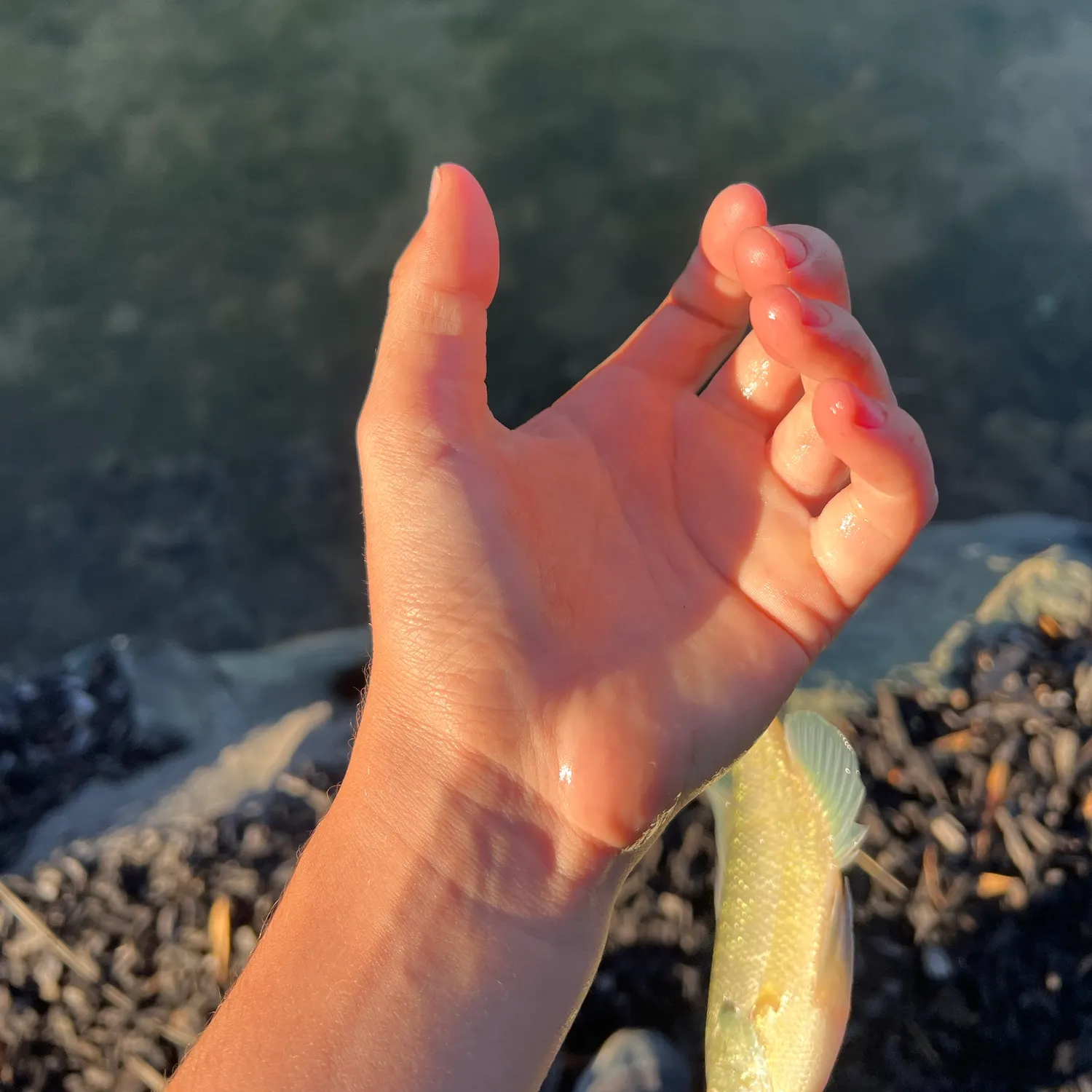 Bluegill caught on Fishbrain