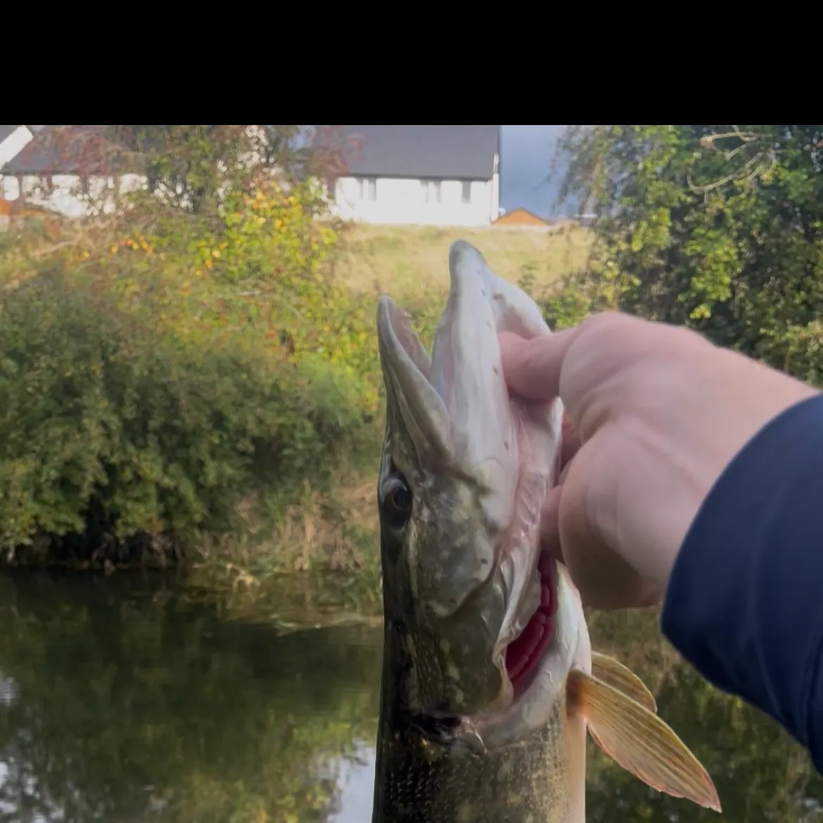 Northern pike caught on Fishbrain