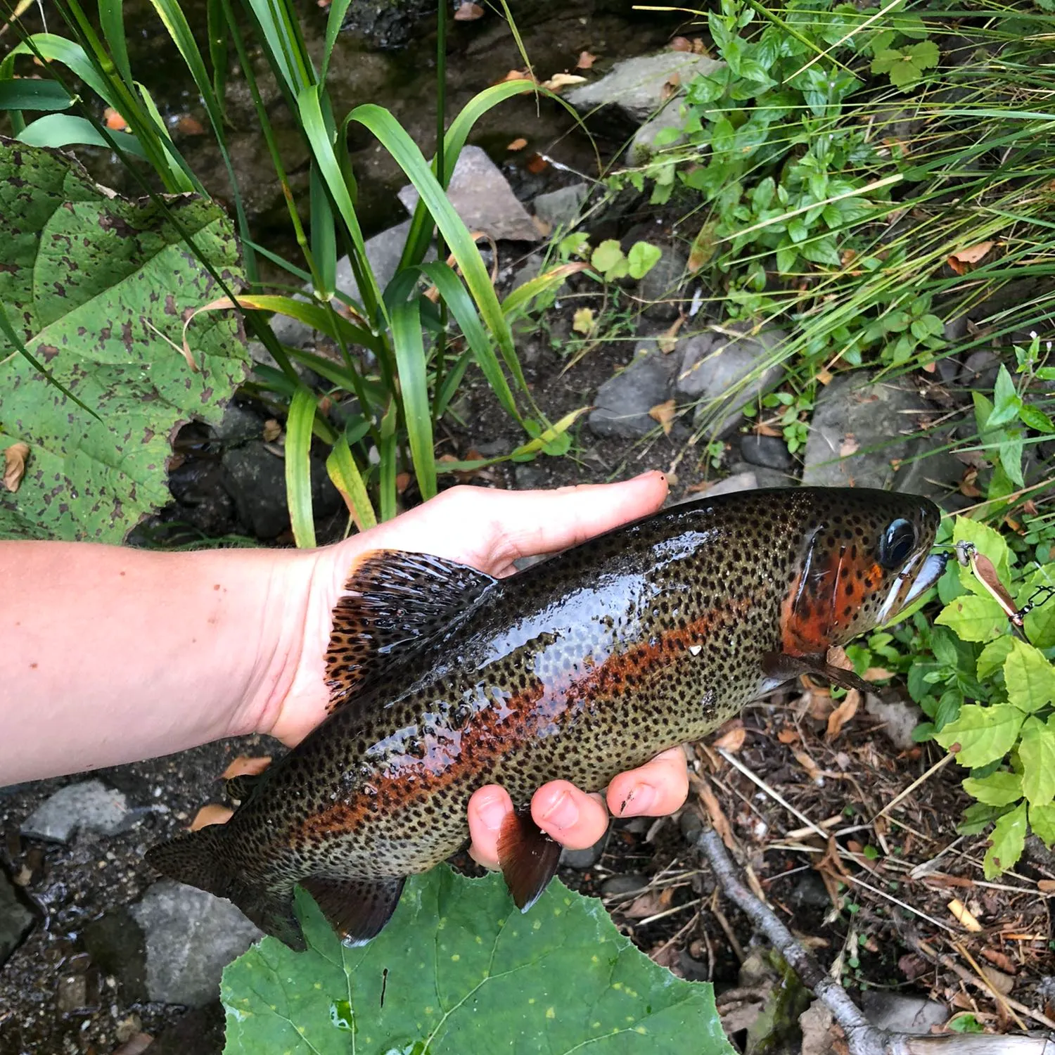 recently logged catches
