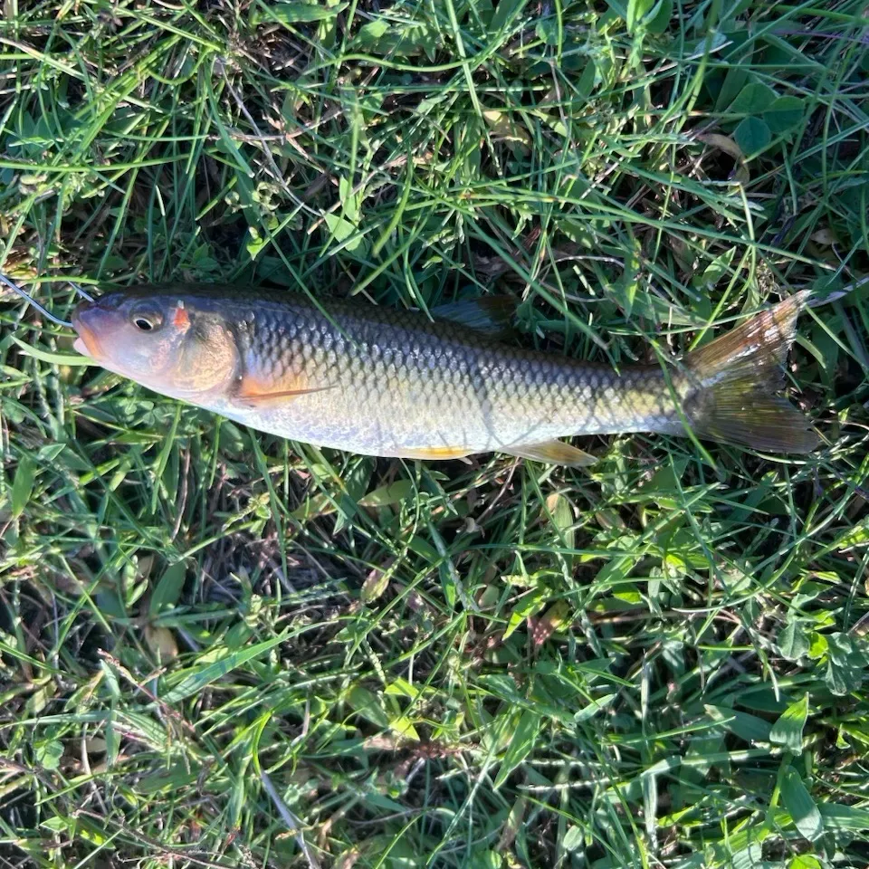 Hornyhead chub caught on Fishbrain