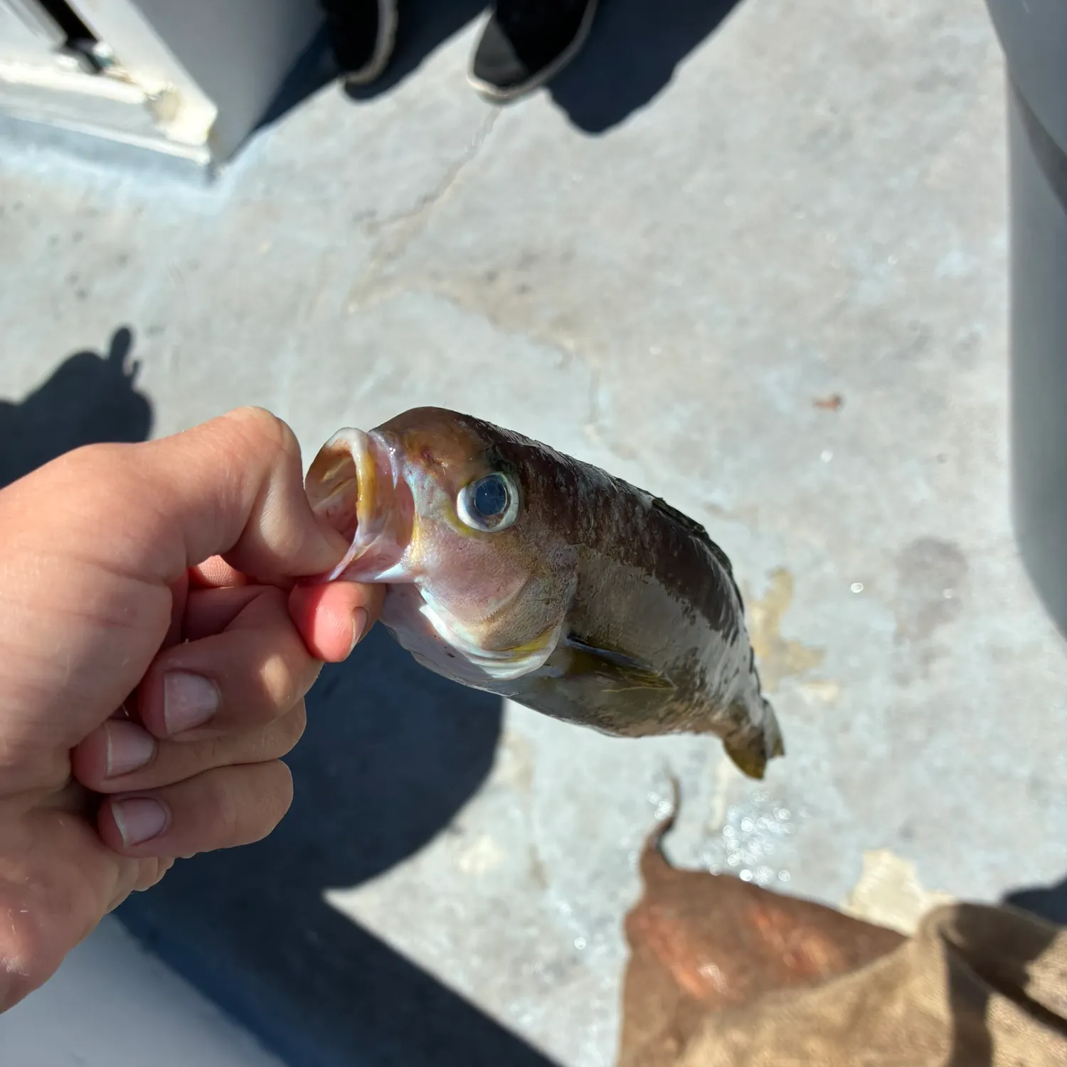 catch