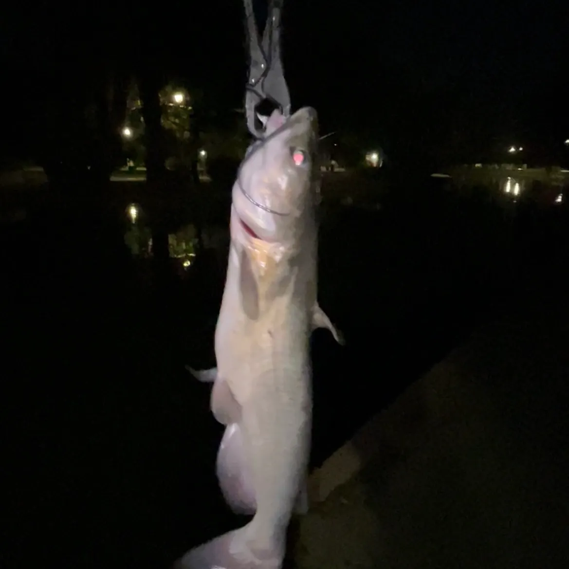 Channel catfish caught on Fishbrain