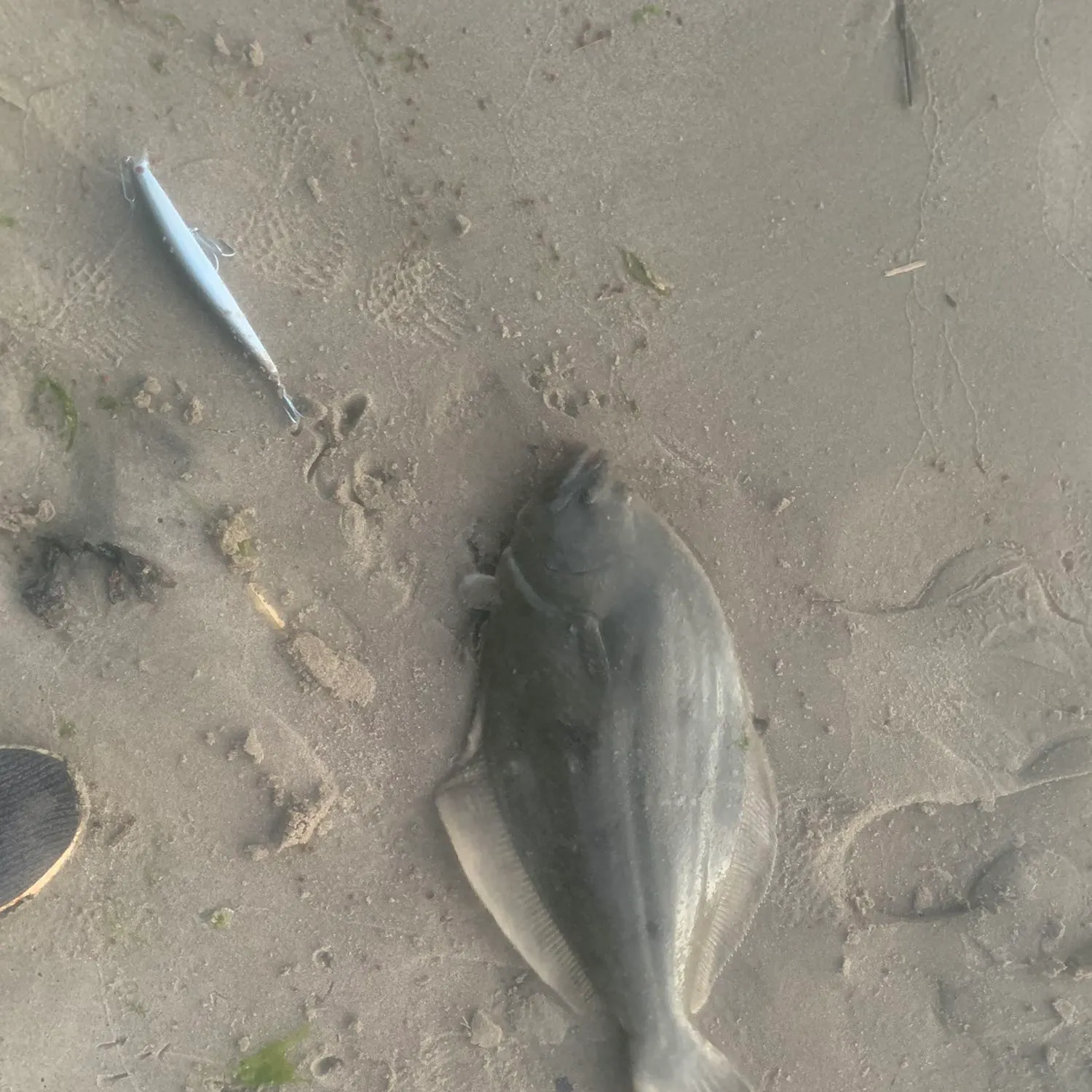 Summer flounder caught on Fishbrain
