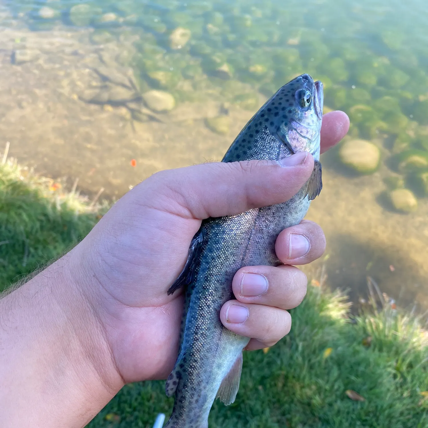 Rainbow trout caught on Fishbrain