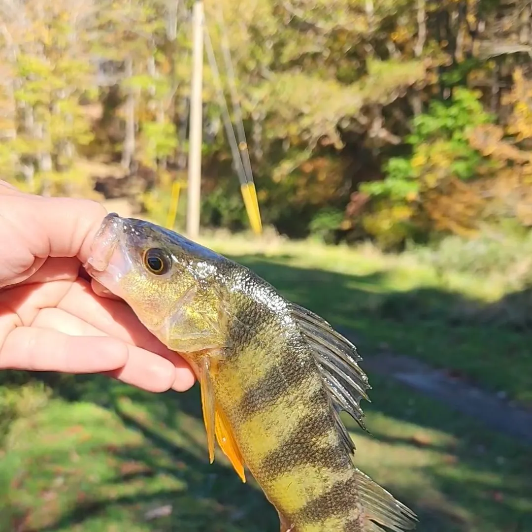 Yellow perch caught on Fishbrain