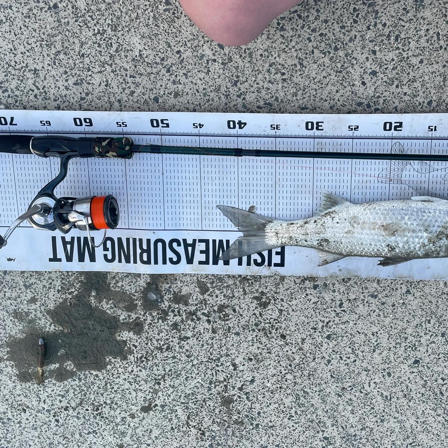 Striped mullet caught on Fishbrain