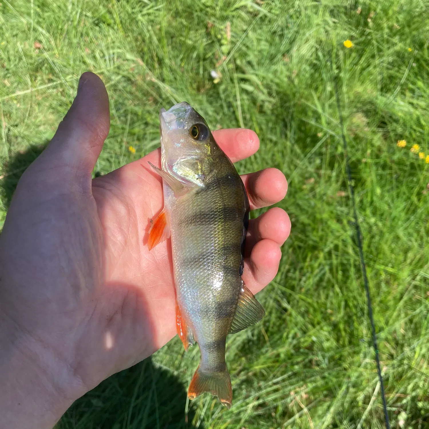 European perch caught on Fishbrain