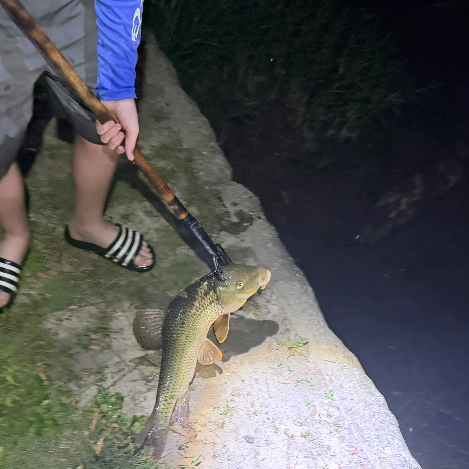 The most recent Silver redhorse catches on Fishbrain