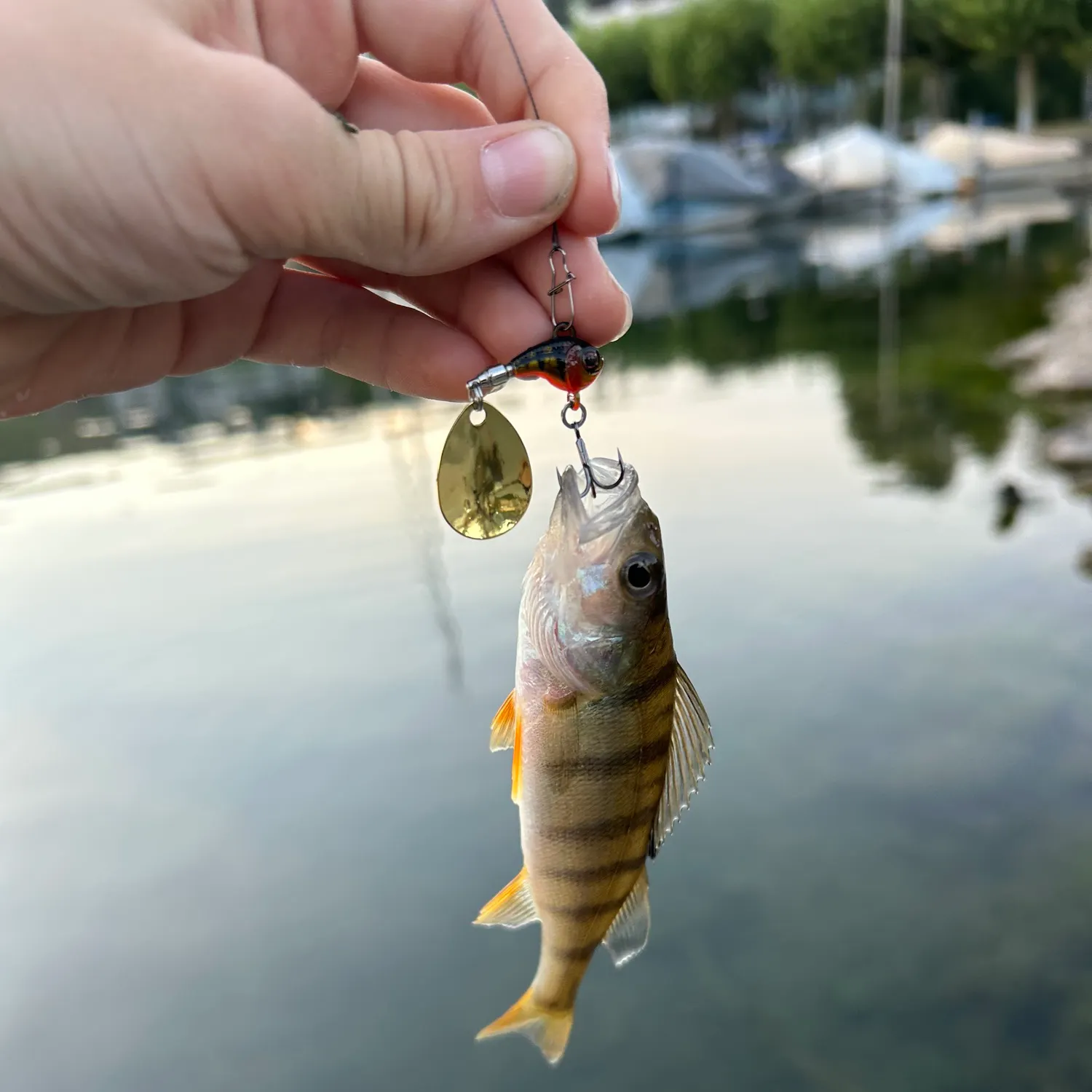 European perch caught on Fishbrain