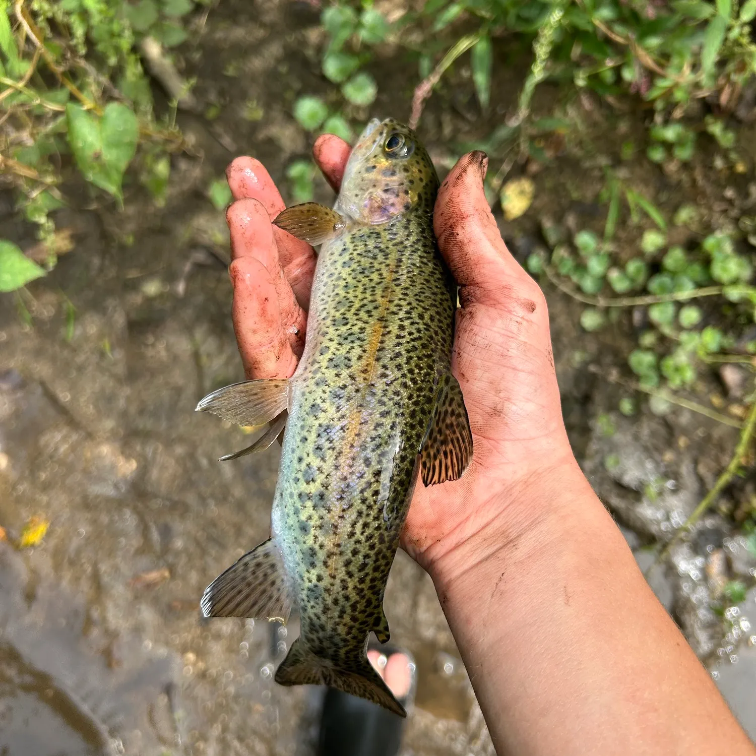 Rainbow trout caught on Fishbrain