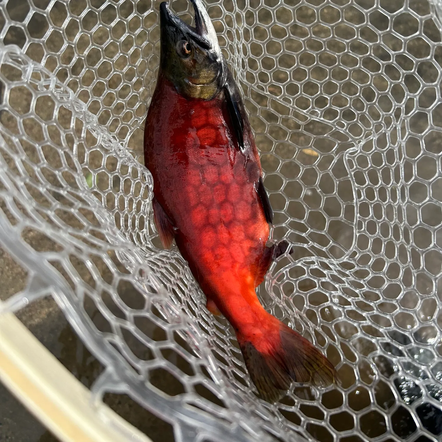 Kokanee salmon caught on Fishbrain