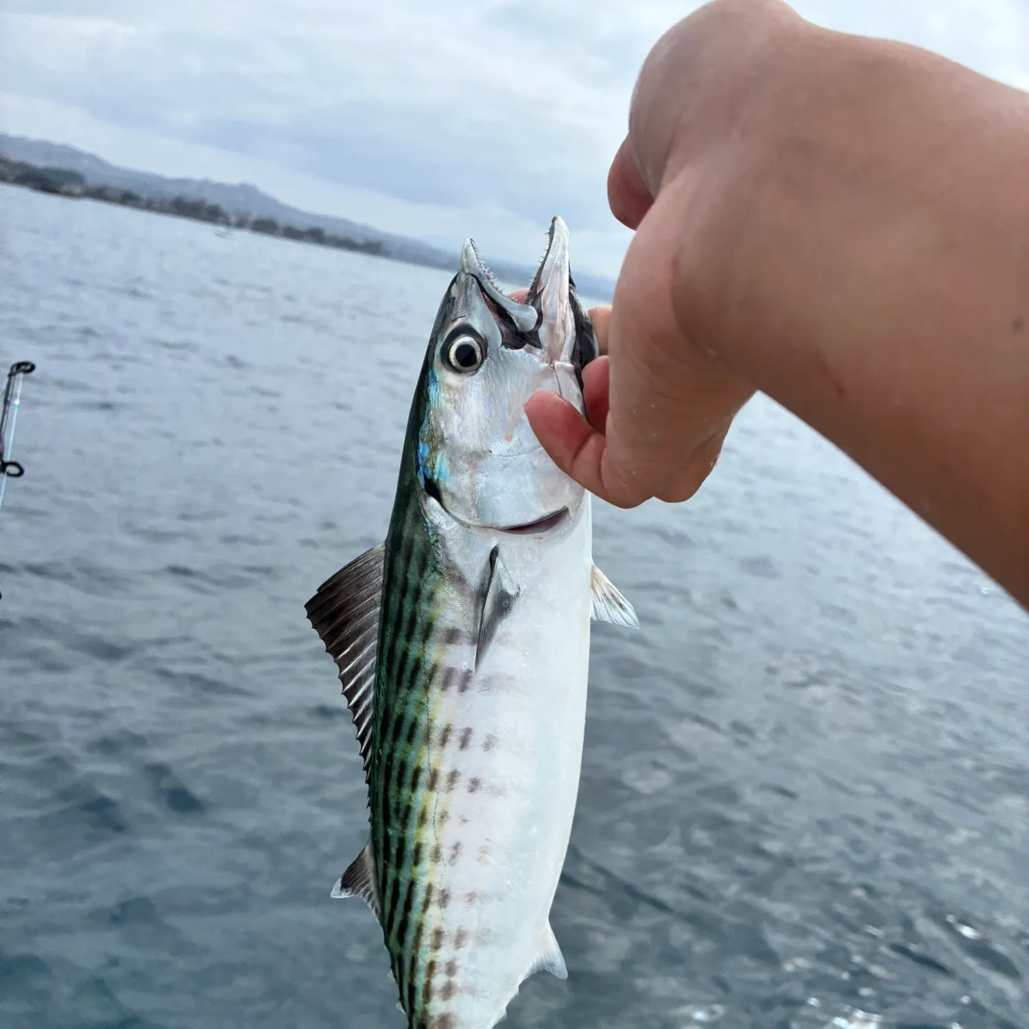 Pacific bonito caught on Fishbrain