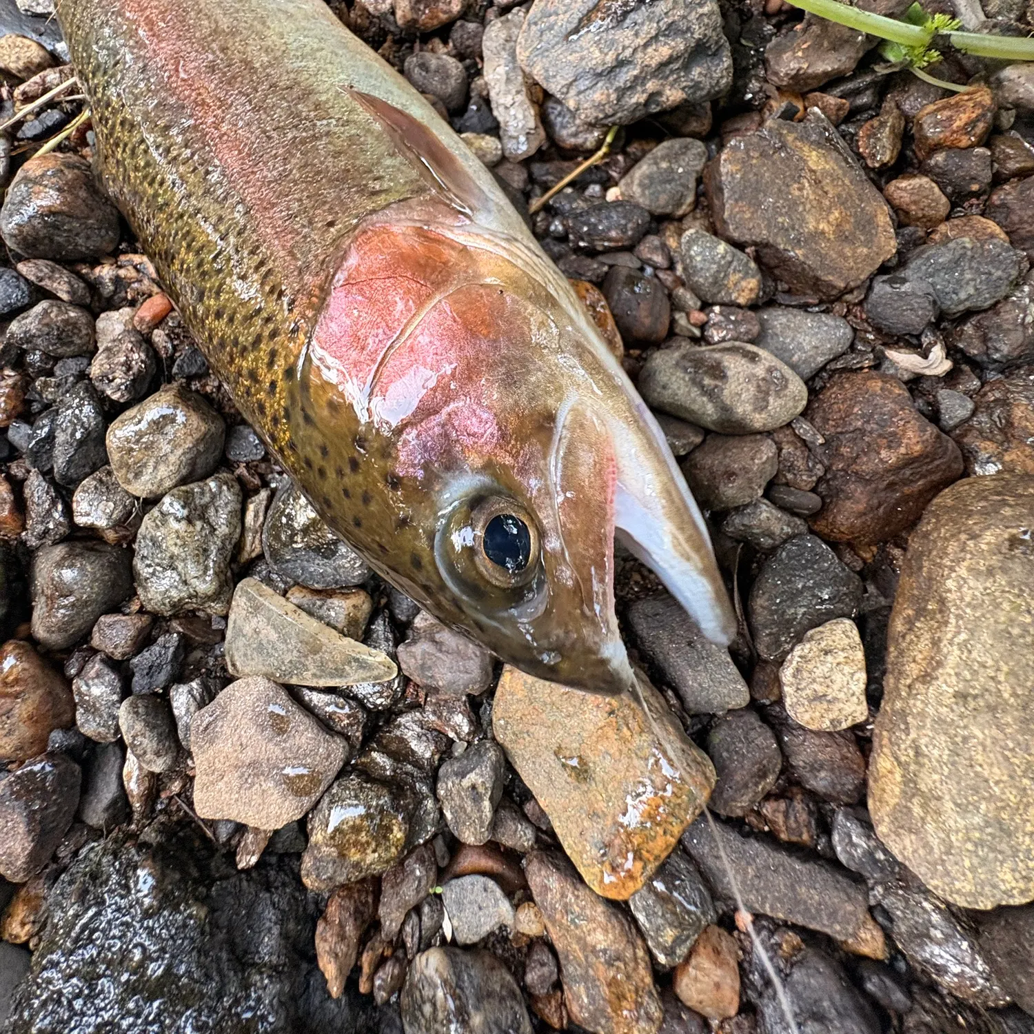 Rainbow trout caught on Fishbrain