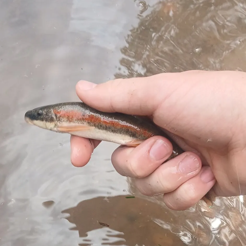 The most recent Rio Grande sucker catches on Fishbrain