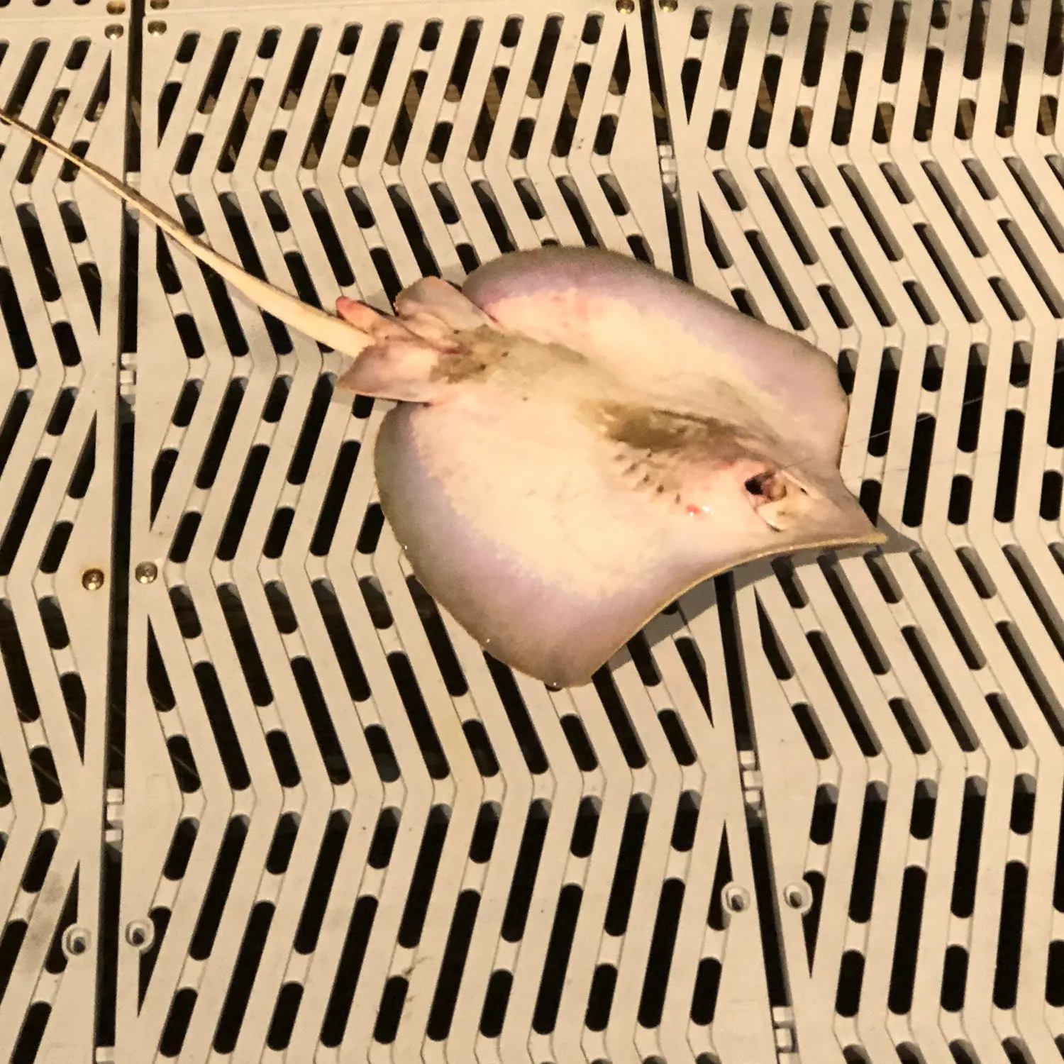 The most recent Common stingaree catches on Fishbrain