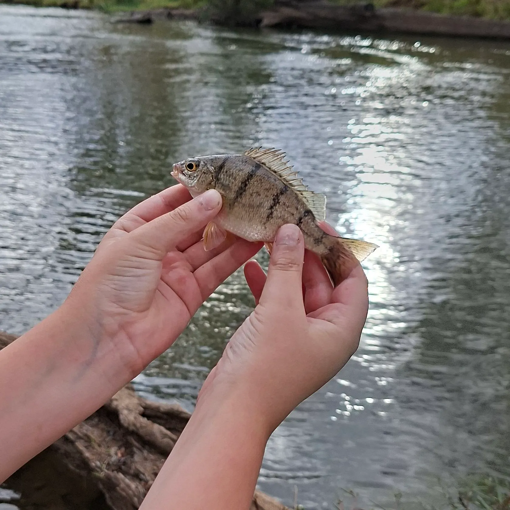 The most recent Barred grunt catches on Fishbrain