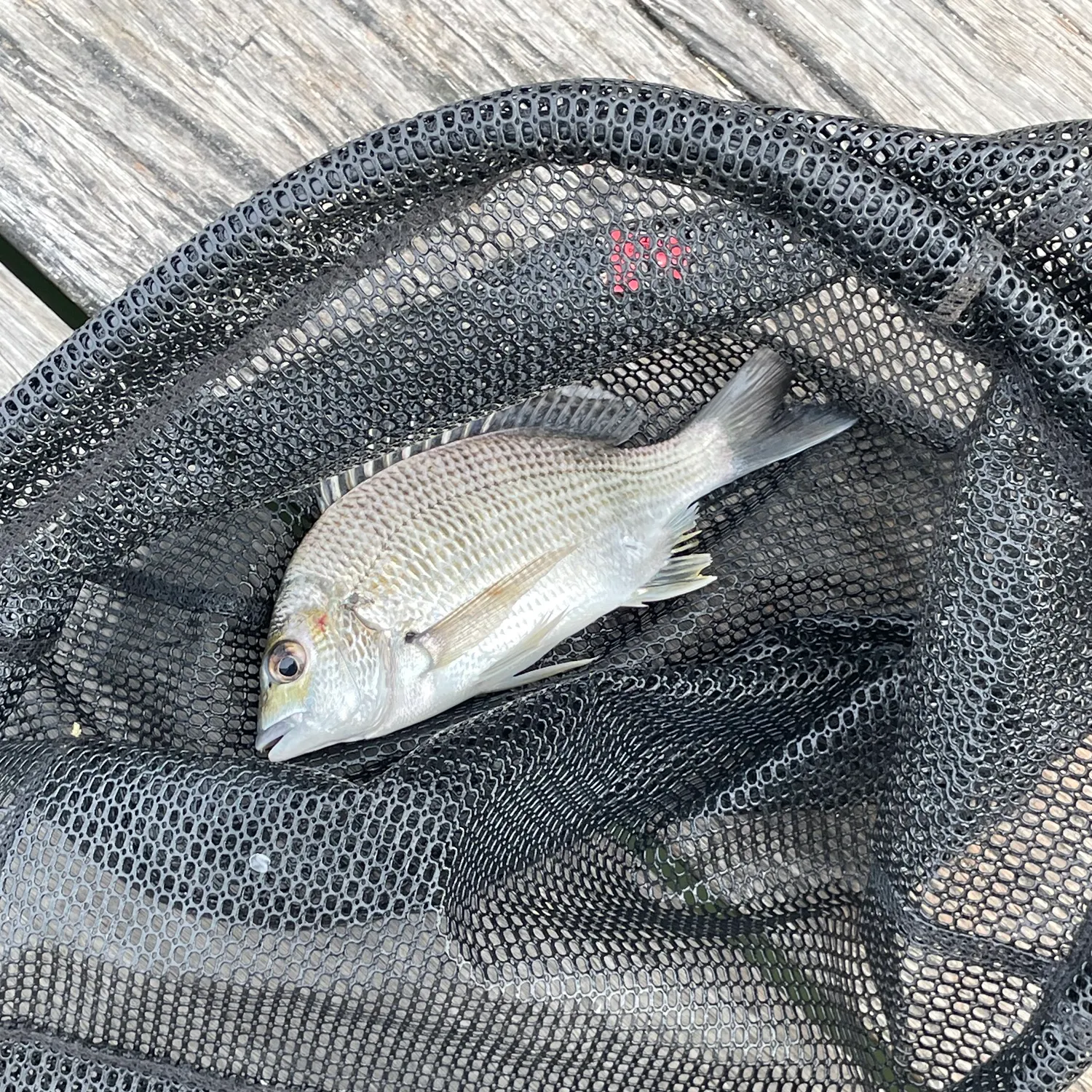 Surf bream caught on Fishbrain