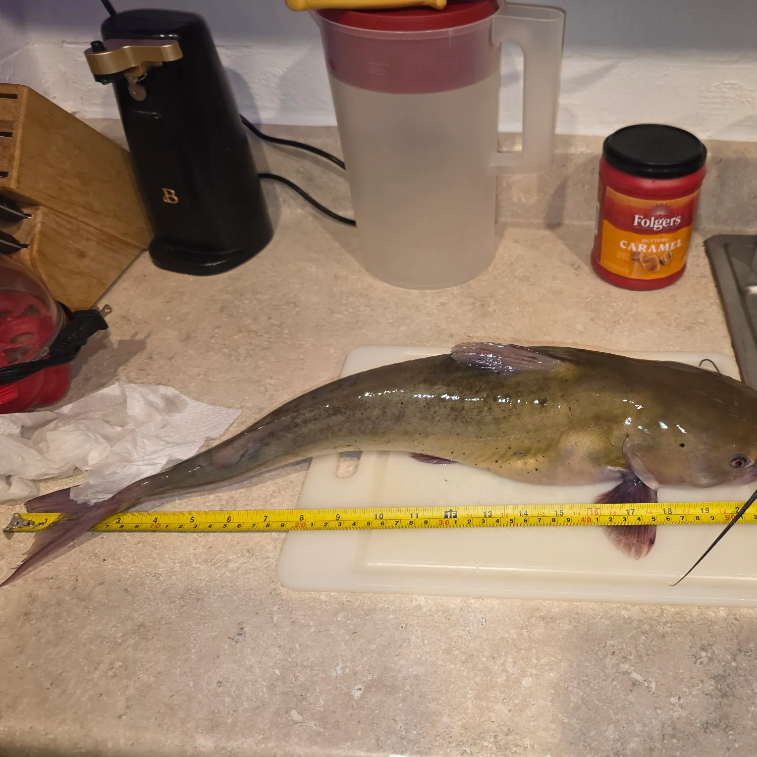 recently logged catches