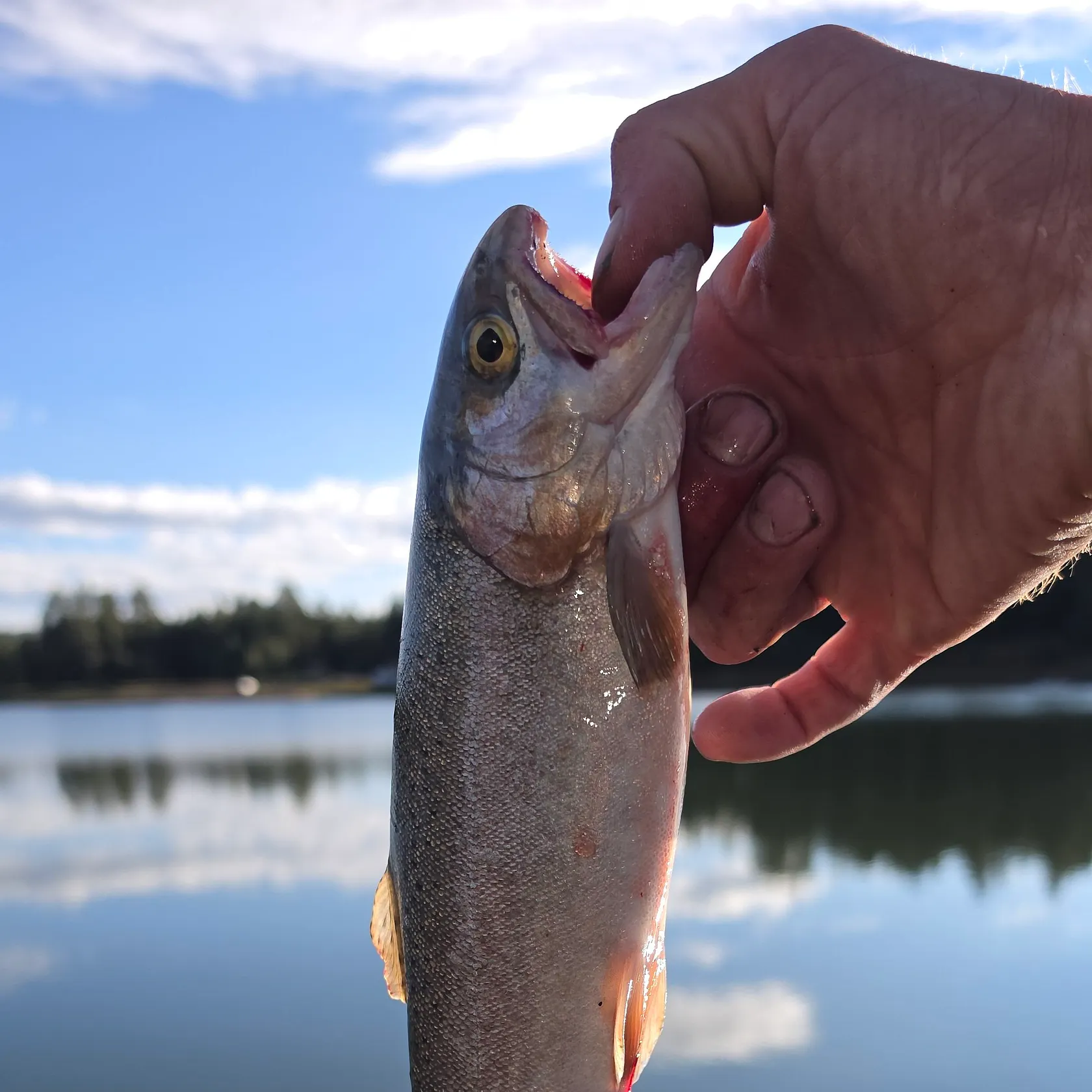 Rainbow trout caught on Fishbrain