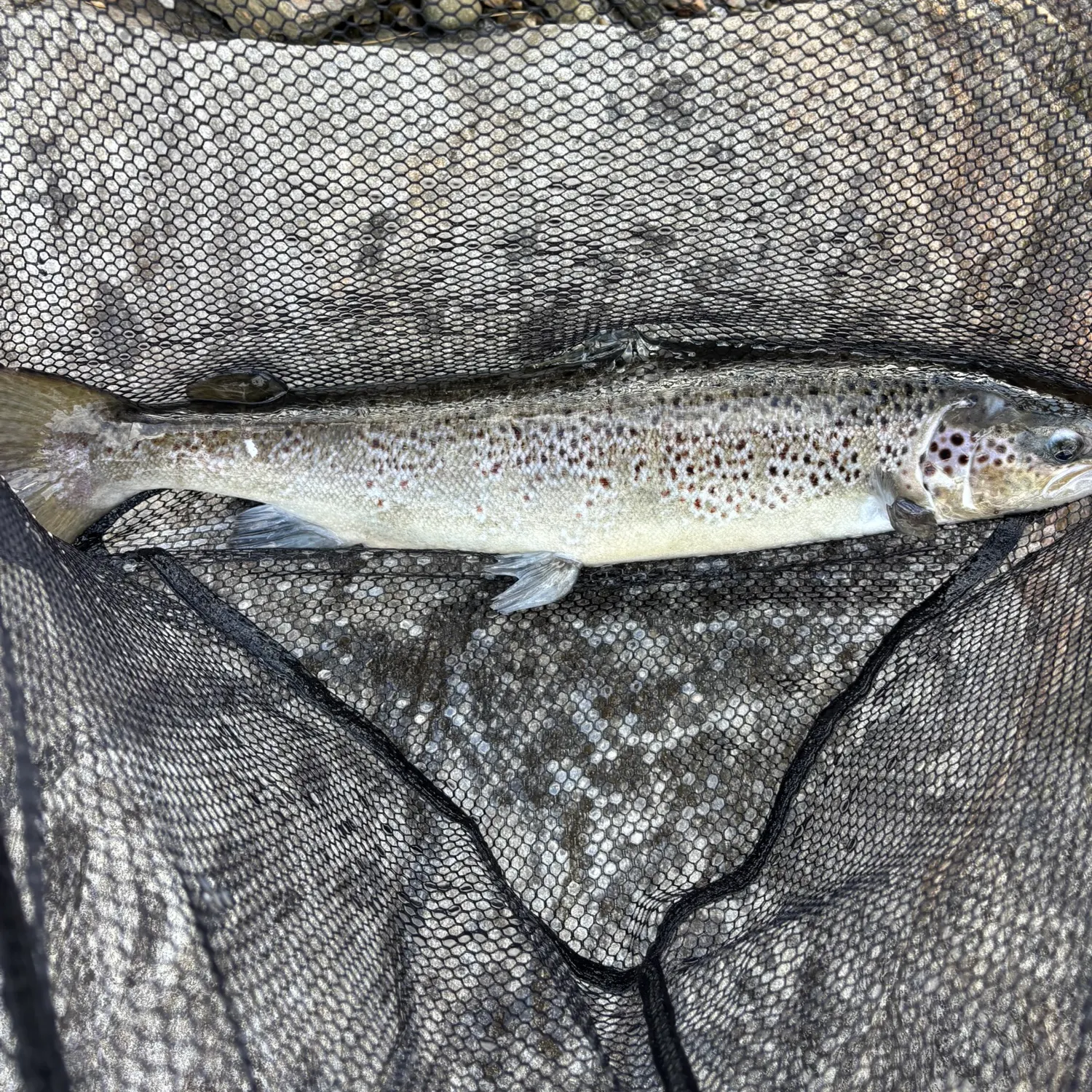 The most recent Atlantic salmon catches on Fishbrain