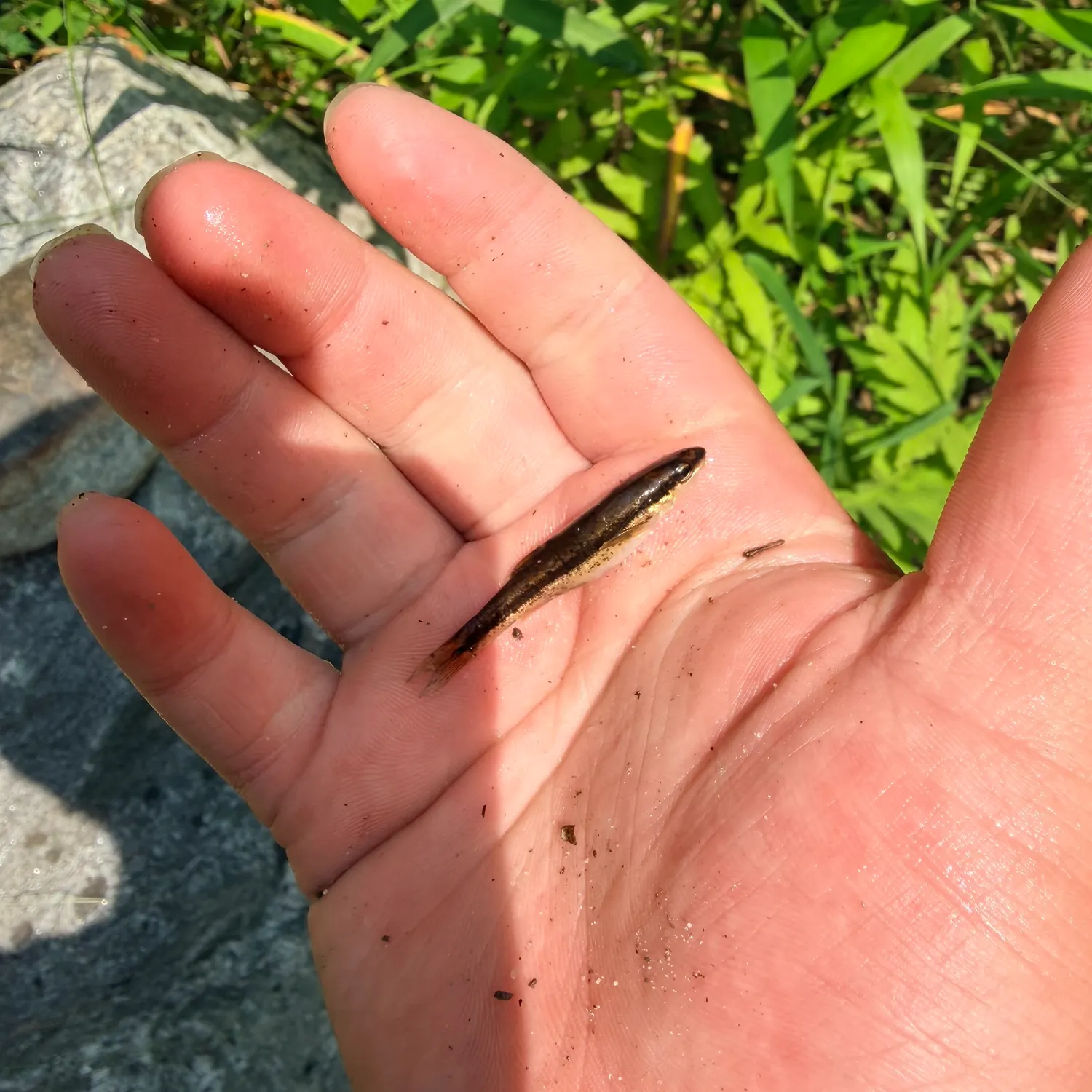 The most recent Longnose dace catches on Fishbrain