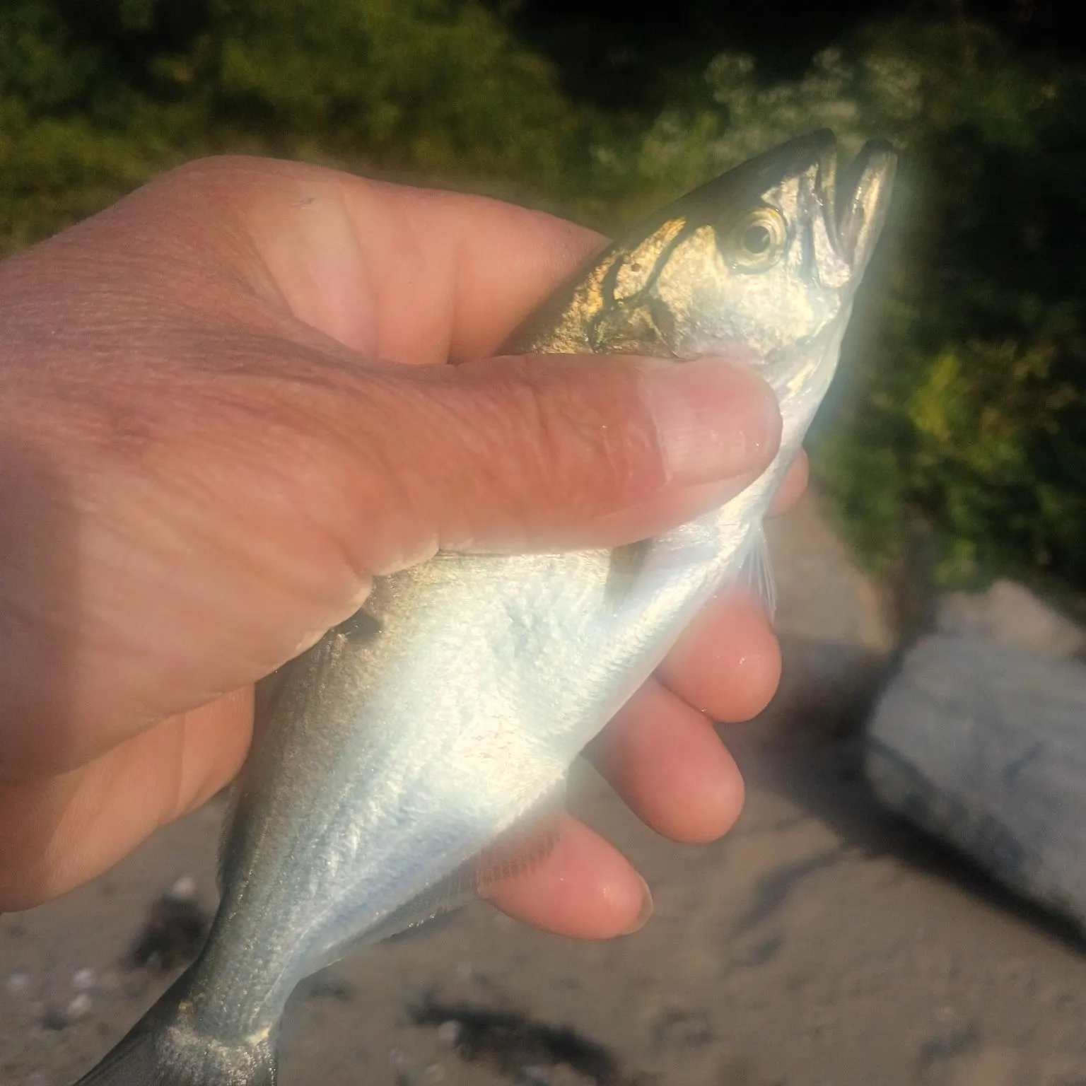 Bluefish caught on Fishbrain