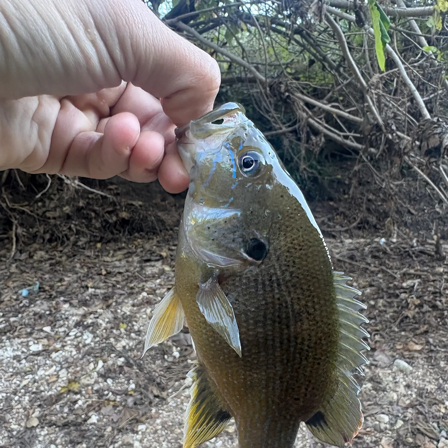 Green sunfish caught on Fishbrain