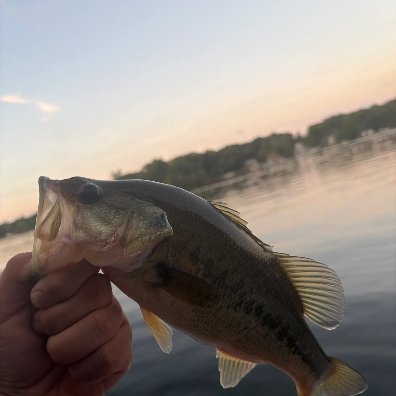 Largemouth bass caught on Fishbrain