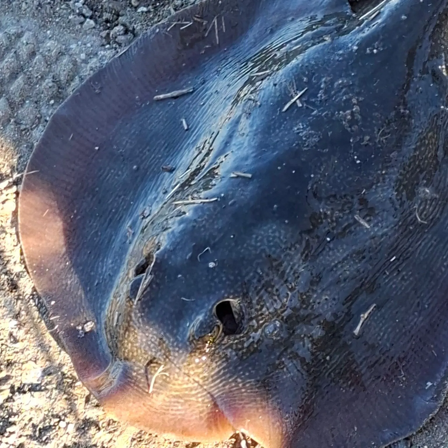 Haller's round ray caught on Fishbrain