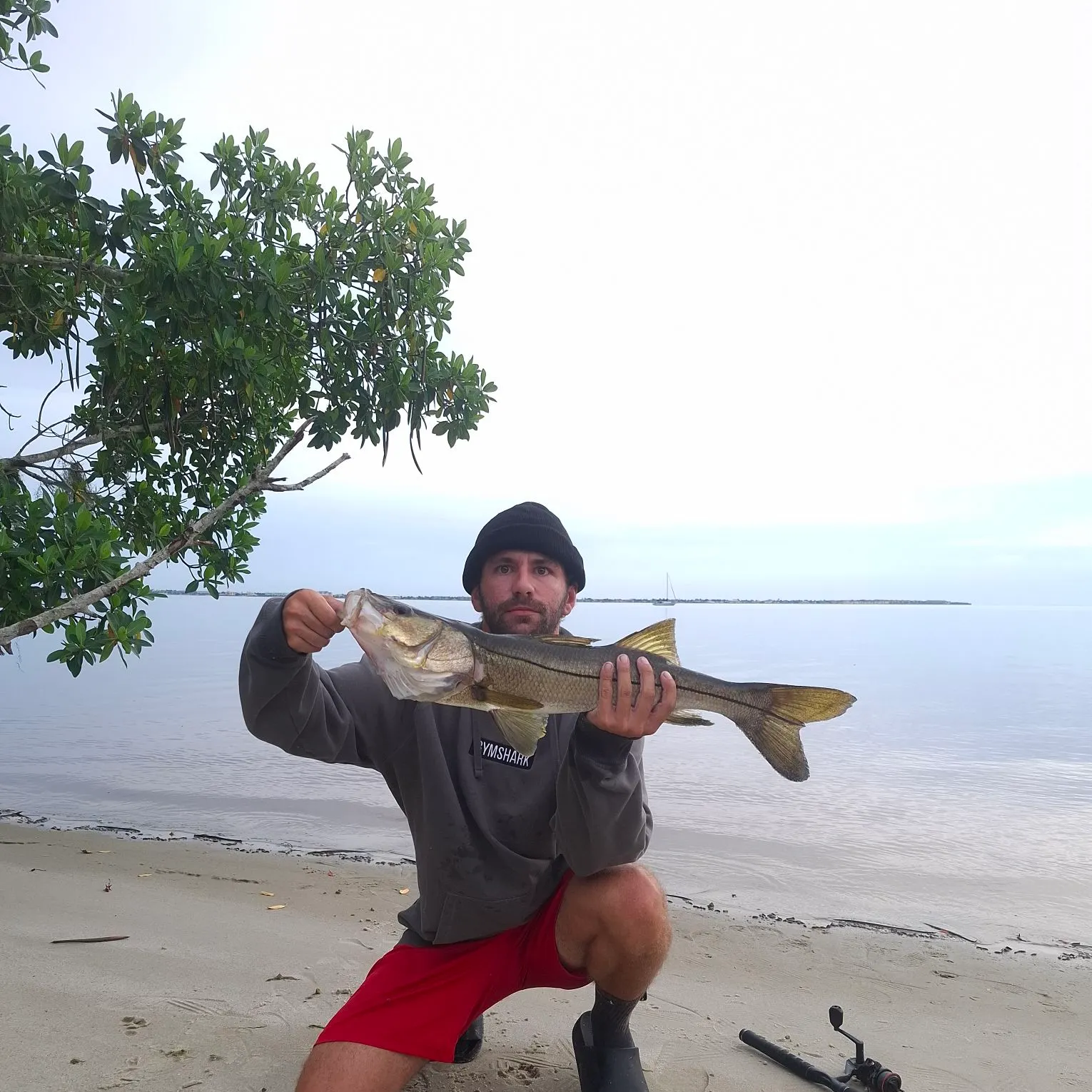 Common snook caught on Fishbrain