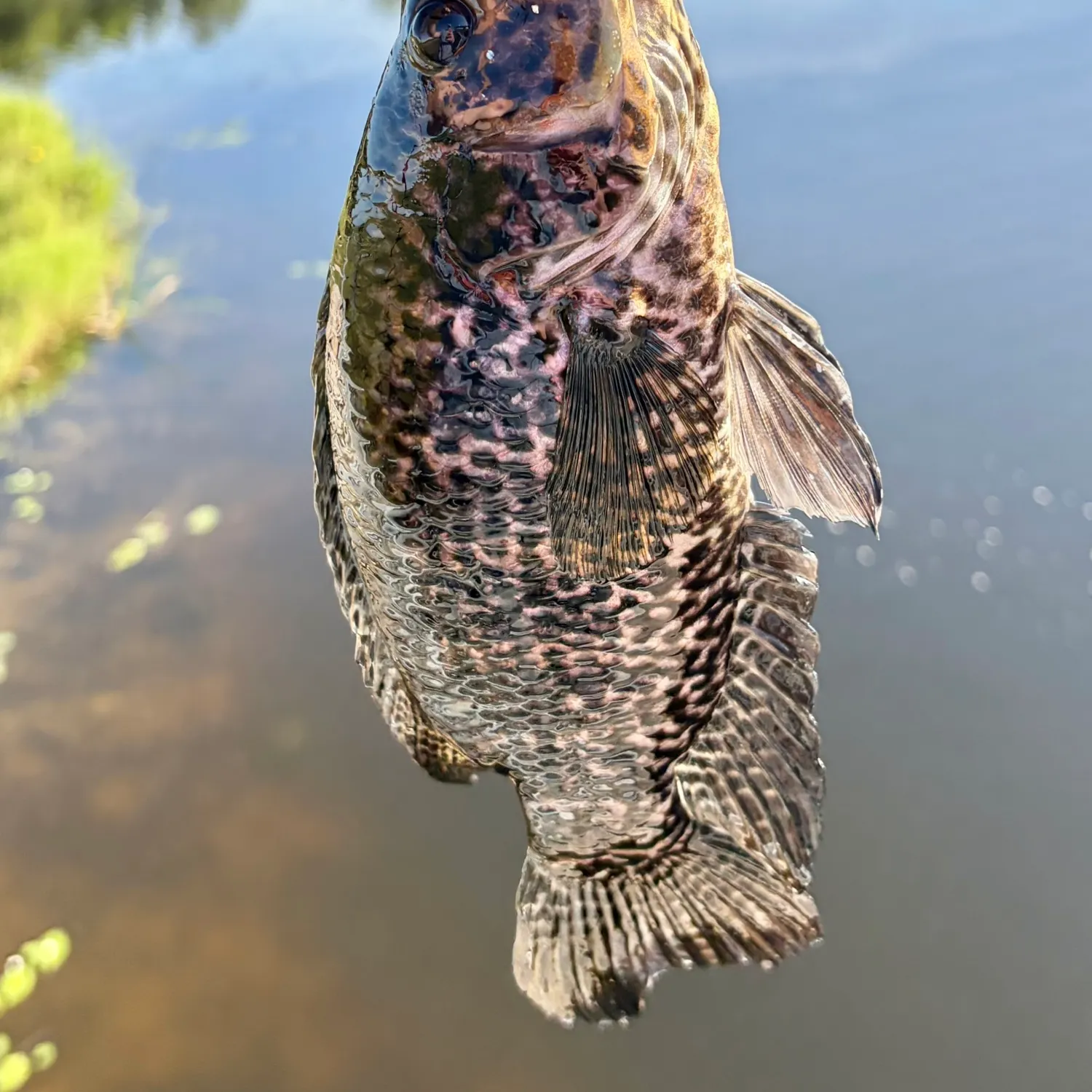 The most recent Jaguar cichlid catches on Fishbrain