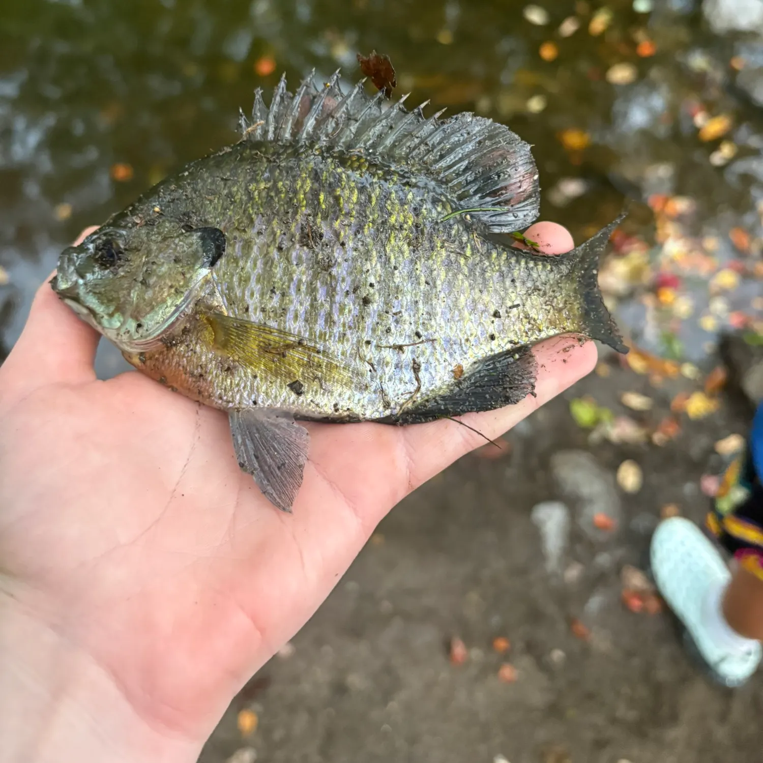 Bluegill caught on Fishbrain