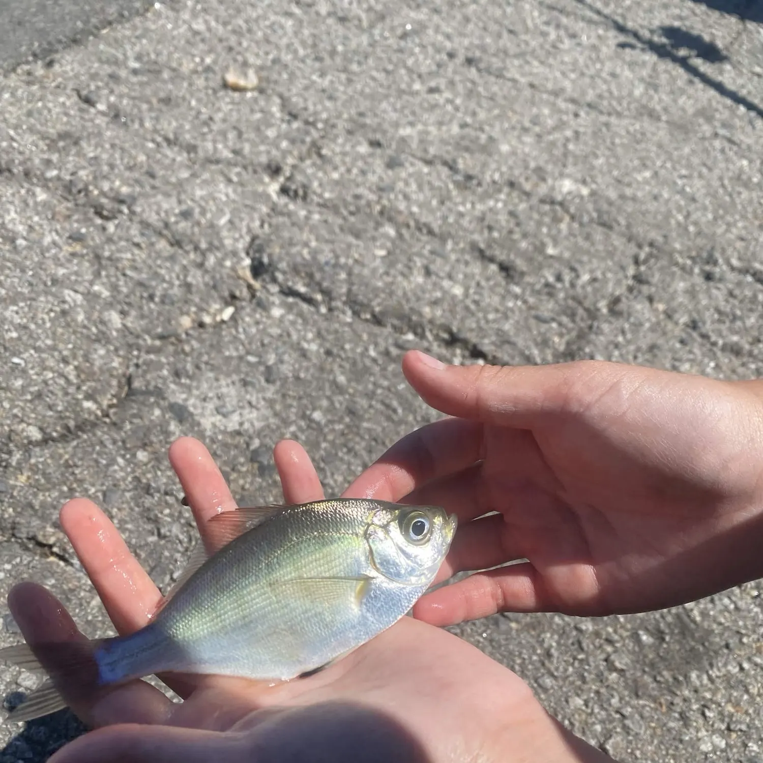 The most recent Walleye surfperch catches on Fishbrain