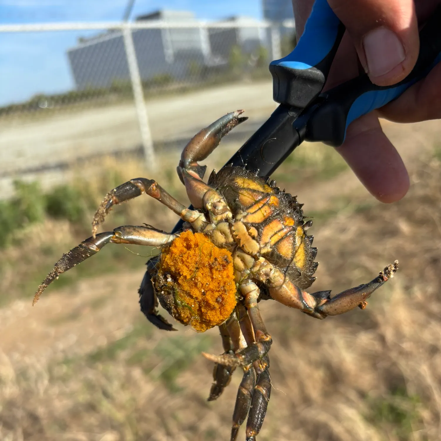The most recent Green crab catches on Fishbrain