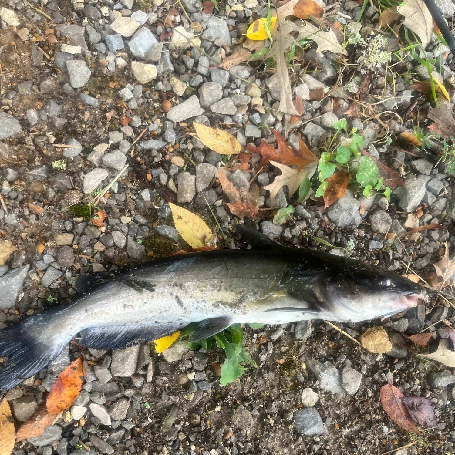 Channel catfish caught on Fishbrain