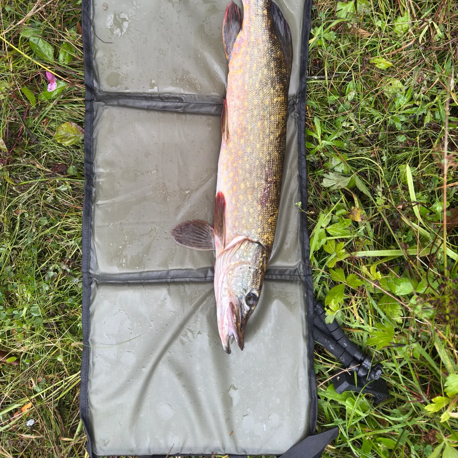 Northern pike caught on Fishbrain