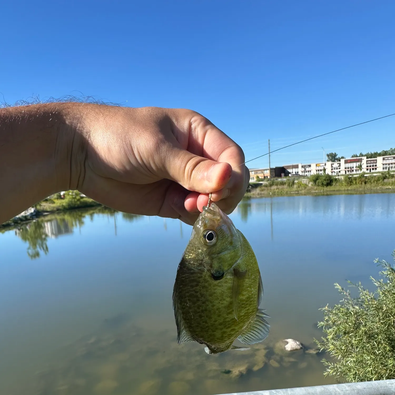 Bluegill caught on Fishbrain