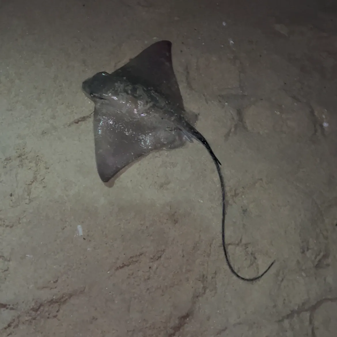 The most recent Common eagle ray catches on Fishbrain