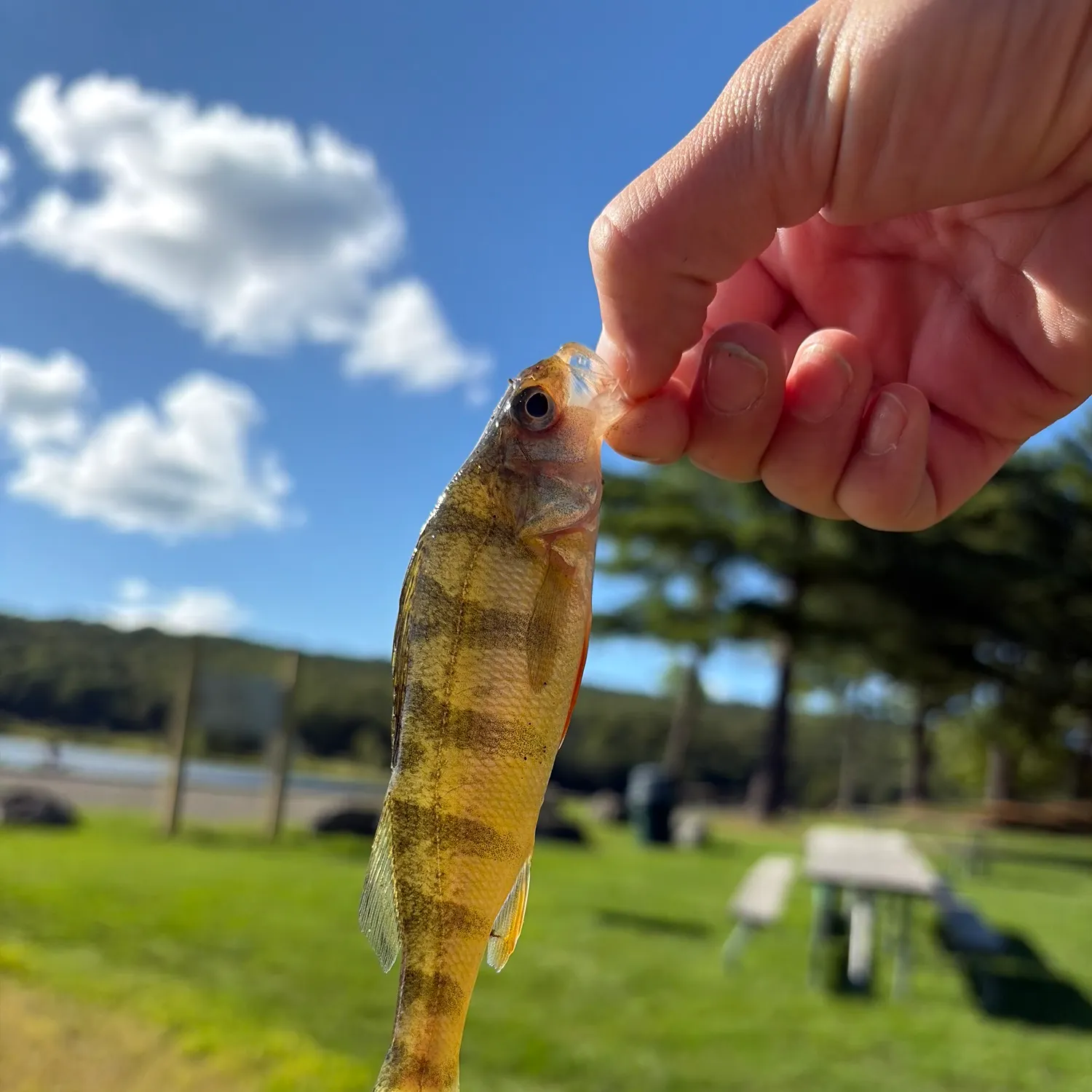Yellow perch caught on Fishbrain