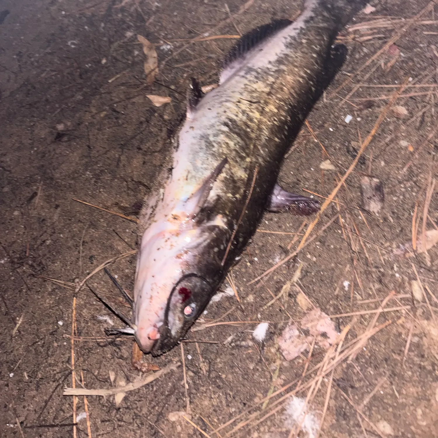 Channel catfish caught on Fishbrain