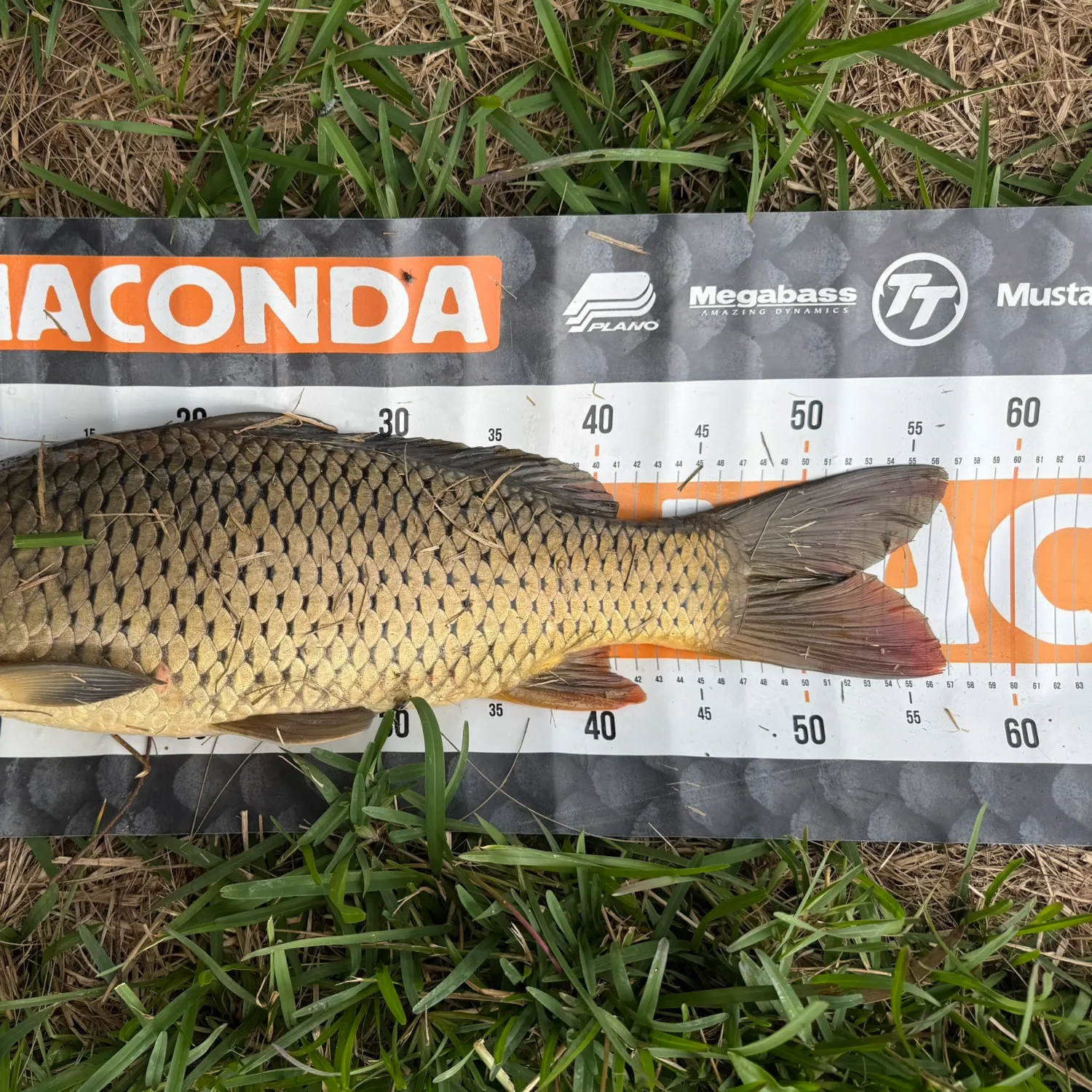 Common carp caught on Fishbrain