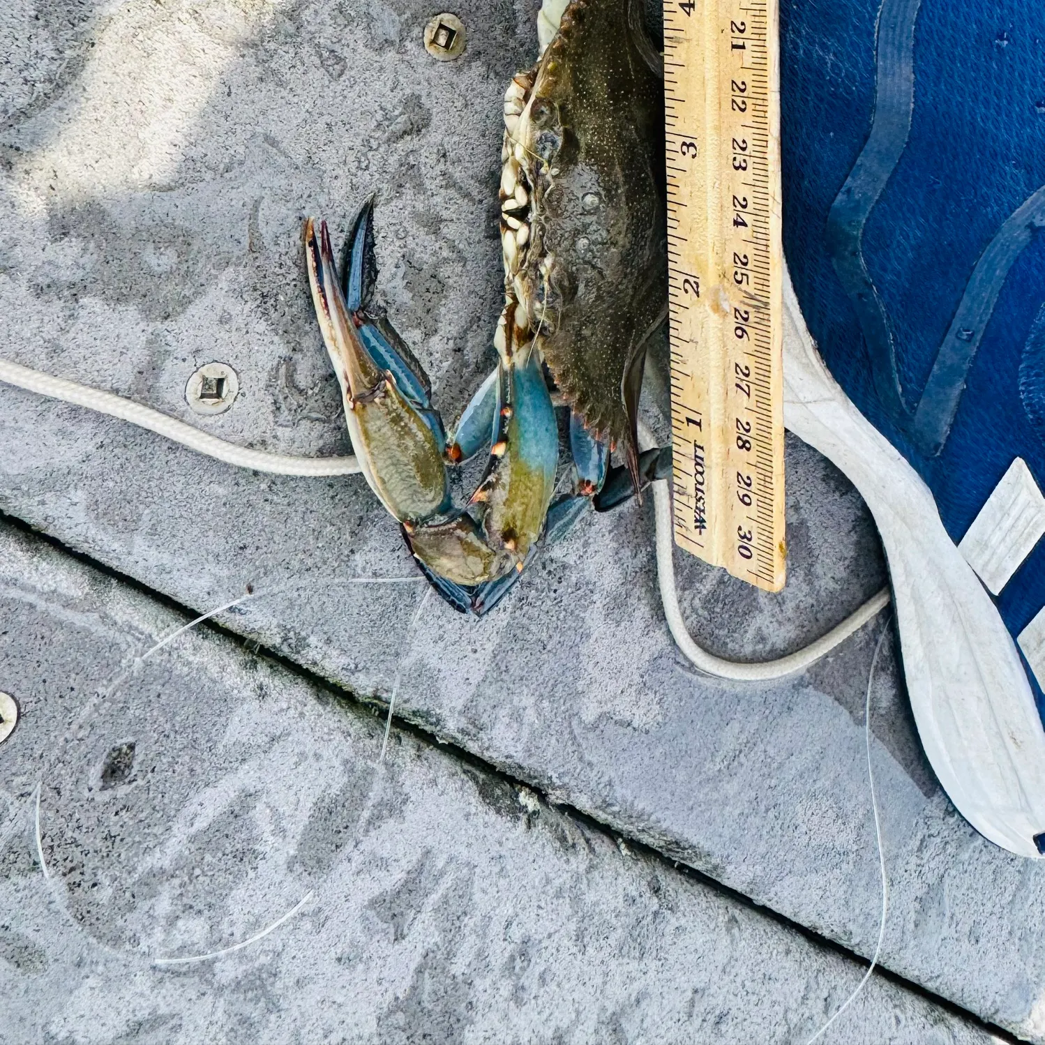 The most recent Blue crab catches on Fishbrain