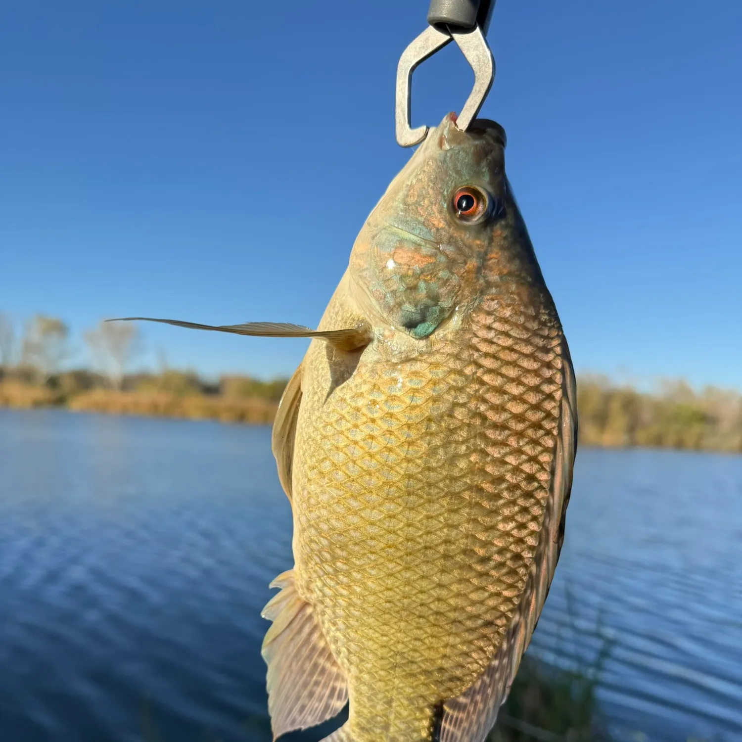 The most recent Nile tilapia catches on Fishbrain