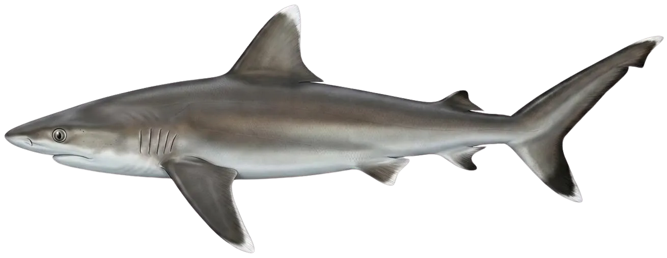 Silvertip shark