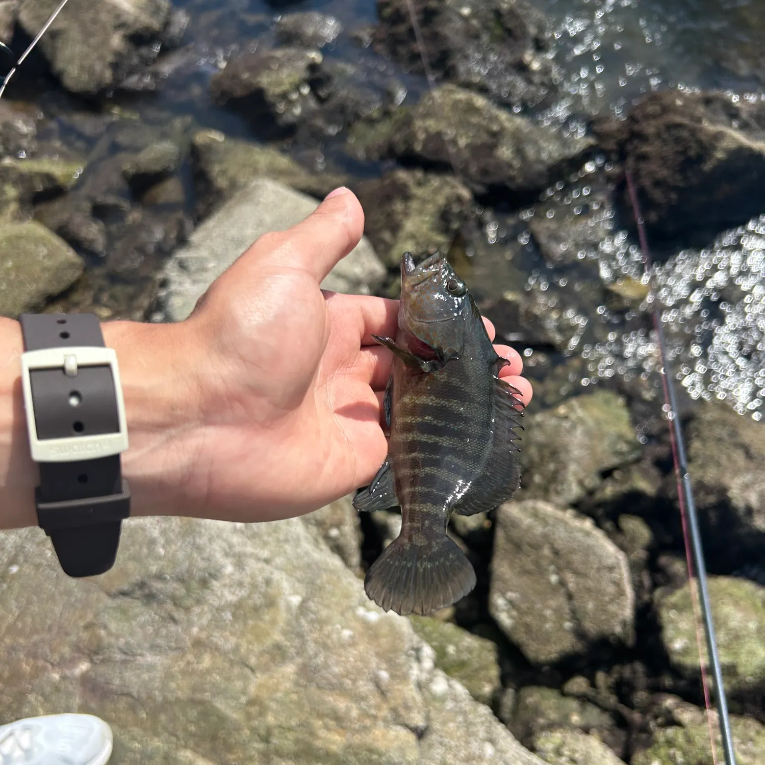 The most recent Spotted grouper catches on Fishbrain
