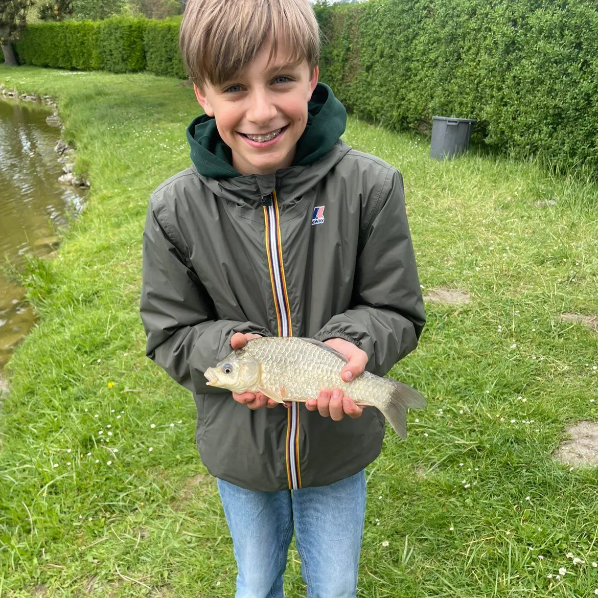 Crucian carp caught on Fishbrain