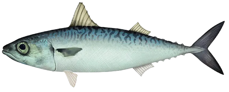 Pacific chub mackerel